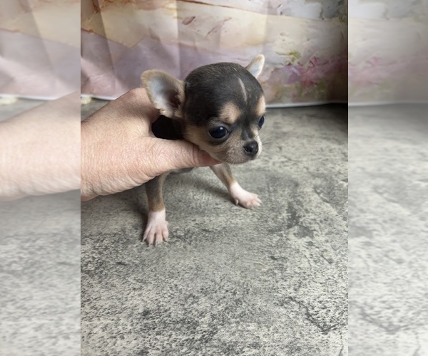 Medium Photo #1 Chihuahua Puppy For Sale in TRACY, CA, USA