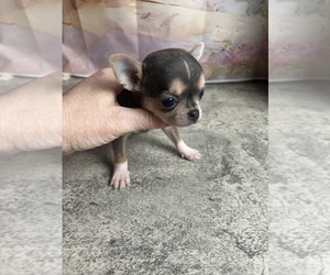 Chihuahua Puppy for Sale in TRACY, California USA