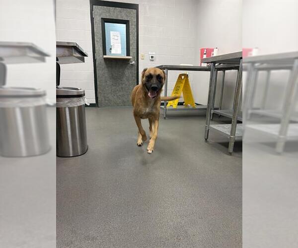 Medium Photo #1 Black Mouth Cur-German Shepherd Dog Mix Puppy For Sale in Corpus Christi, TX, USA