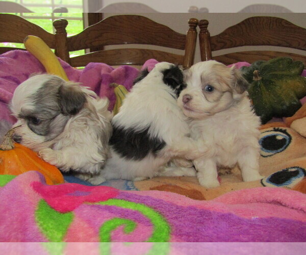 Medium Photo #10 Havanese Puppy For Sale in SPENCERVILLE, IN, USA