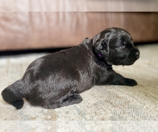 Medium Photo #1 Goldendoodle Puppy For Sale in BUFFALO, MO, USA
