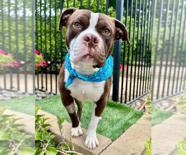 Medium Photo #3 American Pit Bull Terrier-Unknown Mix Puppy For Sale in Redlands, CA, USA