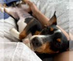 Small #1 Miniature Pinscher Mix