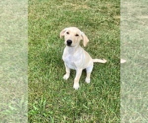 Labrador Retriever Puppy for sale in SACRED HEART, MN, USA