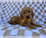 Small #7 Golden Retriever