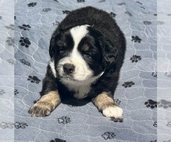 Medium Photo #7 Australian Shepherd Puppy For Sale in SALISBURY, NC, USA