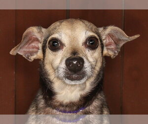 Chiweenie Dogs for adoption in Oakland Park, FL, USA