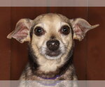 Small Chiweenie