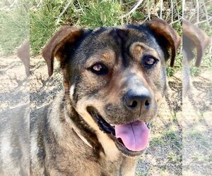 Rottweiler-Unknown Mix Dogs for adoption in Lancaster, CA, USA