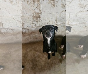 Chihuahua-Unknown Mix Dogs for adoption in El Centro, CA, USA