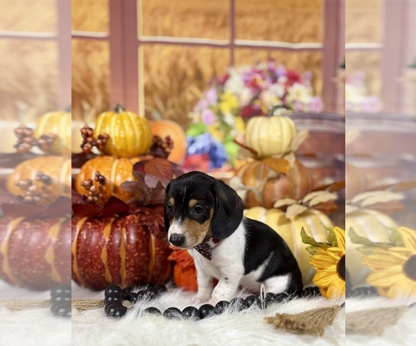 Medium Photo #11 Dachshund Puppy For Sale in RIPLEY, MS, USA