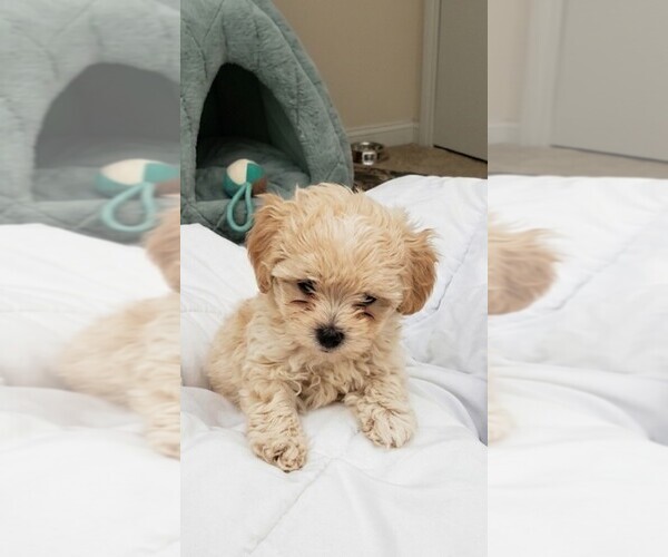 Medium Photo #1 Morkie Puppy For Sale in GARDEN GROVE, CA, USA