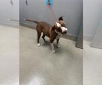 Small American Pit Bull Terrier Mix