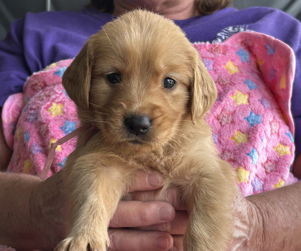 Medium Photo #1 Golden Retriever Puppy For Sale in BURLESON, TX, USA
