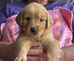 Puppy Lt Pink Girl Golden Retriever