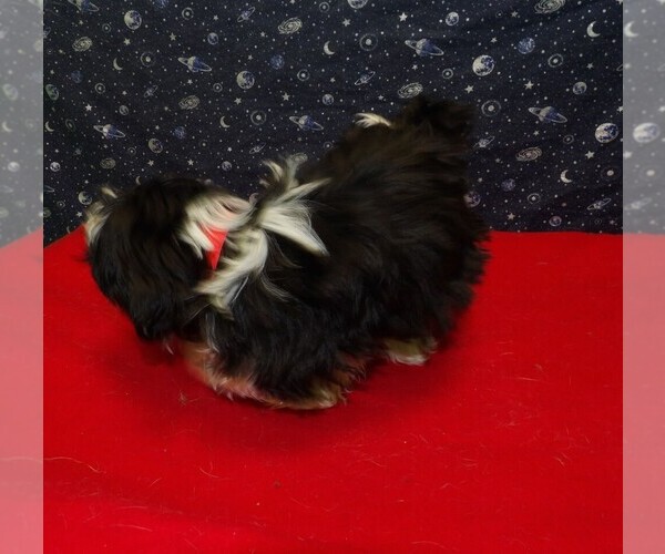 Medium Photo #22 Shih Tzu Puppy For Sale in PATERSON, NJ, USA