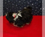 Small Photo #22 Shih Tzu Puppy For Sale in PATERSON, NJ, USA