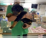 Small Photo #5 Rottweiler Puppy For Sale in NAPA, CA, USA