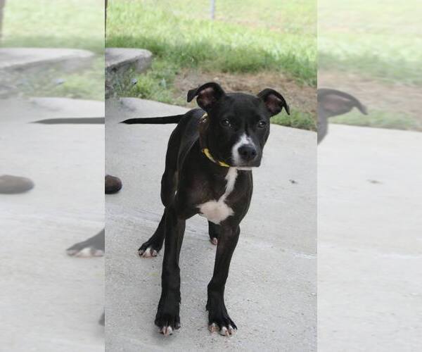 Medium Photo #1 Mutt Puppy For Sale in Abbeville, LA, USA