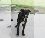 Small Mutt