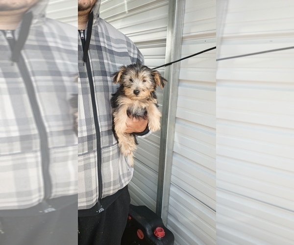 Medium Photo #2 Yorkshire Terrier Puppy For Sale in BENSON, NC, USA