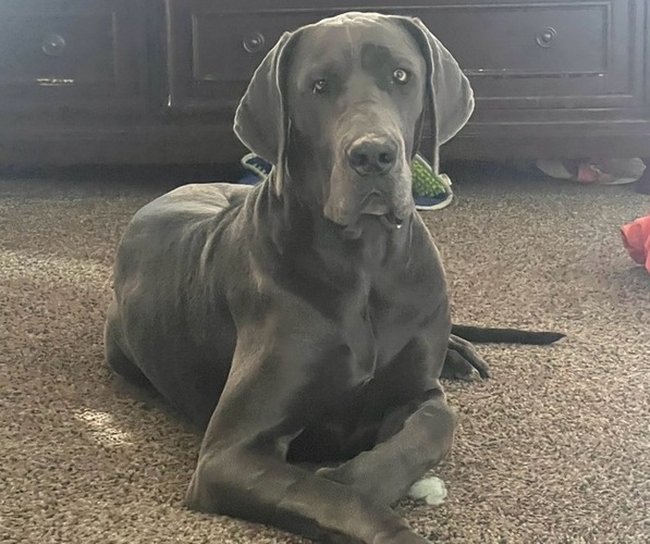 Medium Photo #3 Great Dane Puppy For Sale in OLATHE, CO, USA