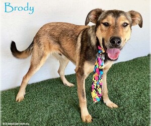 Brody - Male Shepradors Dog for Adoption - Photo #5