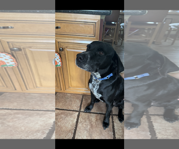 Medium Photo #2 Labrador Retriever-Unknown Mix Puppy For Sale in Doylestown, PA, USA