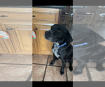 Small #1 Labrador Retriever Mix
