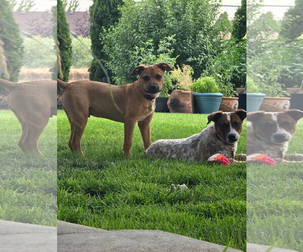 Medium Photo #7 Mutt Puppy For Sale in Sandy, UT, USA