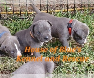Medium American Pit Bull Terrier
