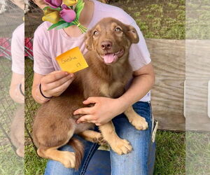 Australian Shepherd-Unknown Mix Dogs for adoption in Minneapolis, MN, USA