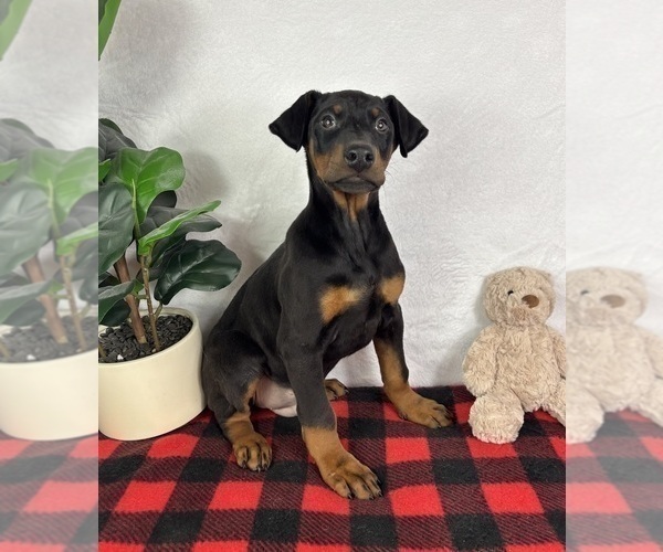Medium Photo #2 Doberman Pinscher Puppy For Sale in GREENFIELD, IN, USA