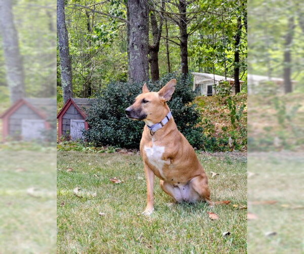 Medium Photo #8 German Shepherd Dog-Saluki Mix Puppy For Sale in Sebec, ME, USA