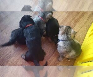 German Shepherd Dog Puppy for sale in LUTHER, MI, USA