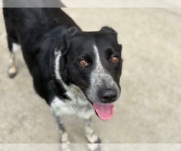 Medium Photo #1 Border Collie Puppy For Sale in Tulsa, OK, USA