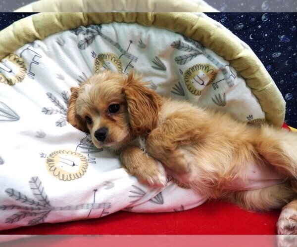 Medium Photo #1 Cavachon Puppy For Sale in PATERSON, NJ, USA