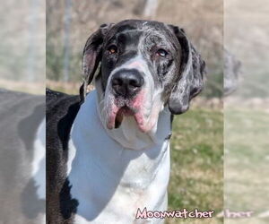 Great Dane Dogs for adoption in Bullard, TX, USA