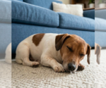Small #5 Jack Russell Terrier