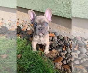 French Bulldog Puppy for sale in HILLSBORO, OR, USA