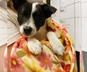 Border Collie-Unknown Mix Dogs for adoption in Mt. Laurel, NJ, USA