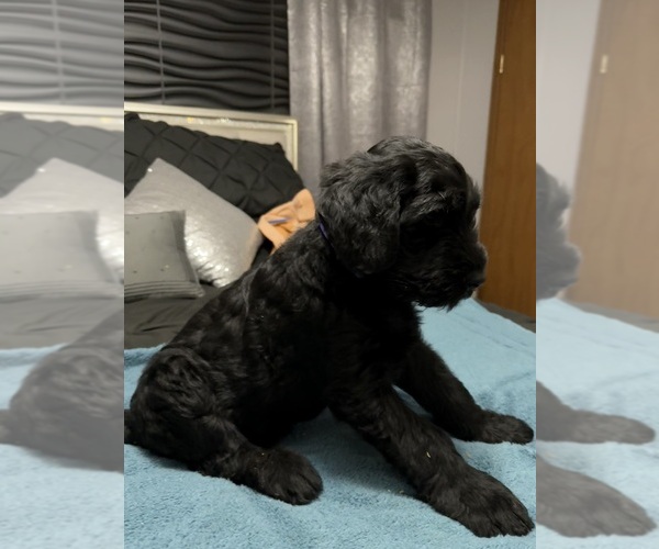 Medium Photo #9 Schnauzer (Giant) Puppy For Sale in BAXLEY, GA, USA