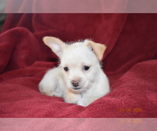 Medium Photo #1 Mutt Puppy For Sale in Grafton, WI, USA