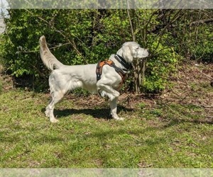 Father of the Brittany-English Setter Mix puppies born on 04/27/2022