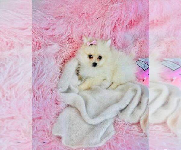 Medium Photo #27 Pomeranian Puppy For Sale in NEW YORK, NY, USA