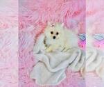 Small #26 Pomeranian