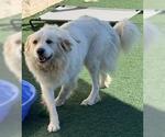 Small #3 Great Pyrenees Mix