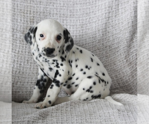 Medium Photo #3 Dalmatian Puppy For Sale in FREDERICKSBURG, OH, USA
