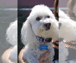 Small #1 Bichon Frise