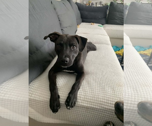 Medium Photo #8 American Pit Bull Terrier-Unknown Mix Puppy For Sale in Minneapolis, MN, USA